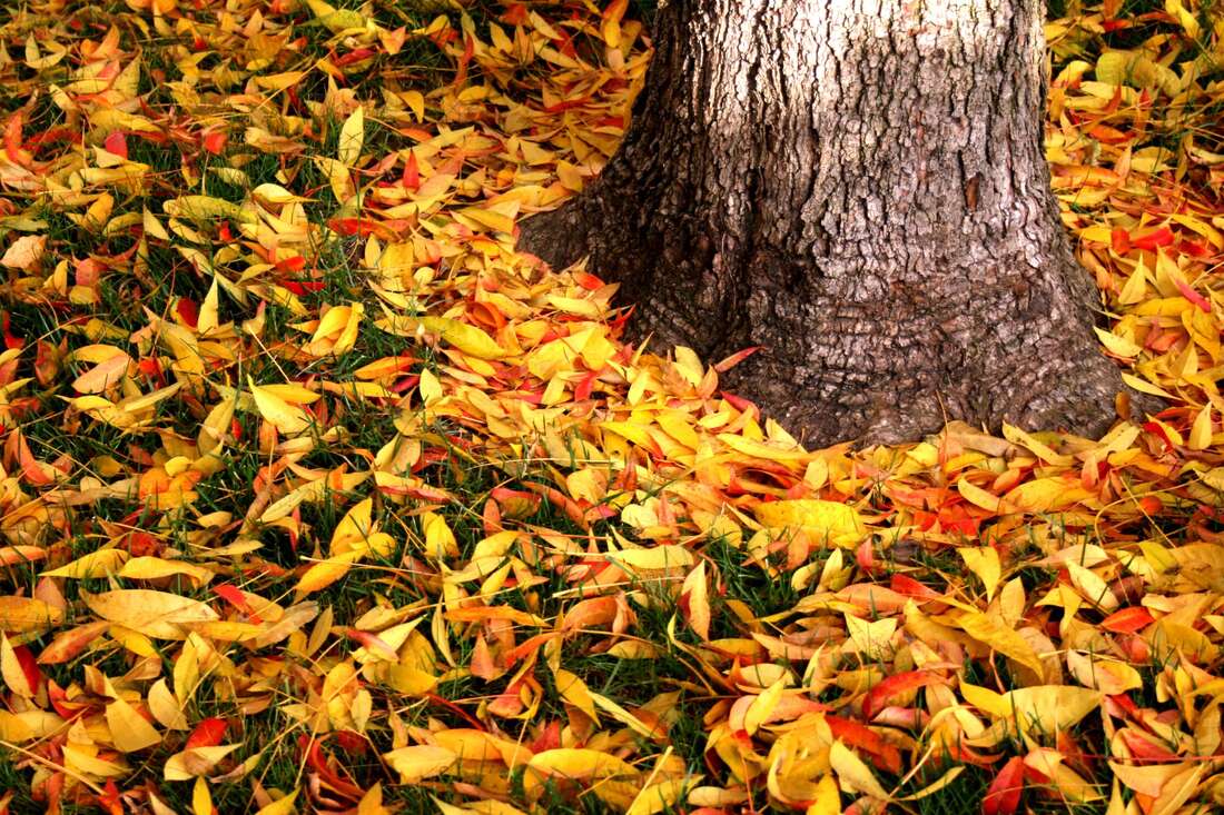 Fallen leaves around a tree
